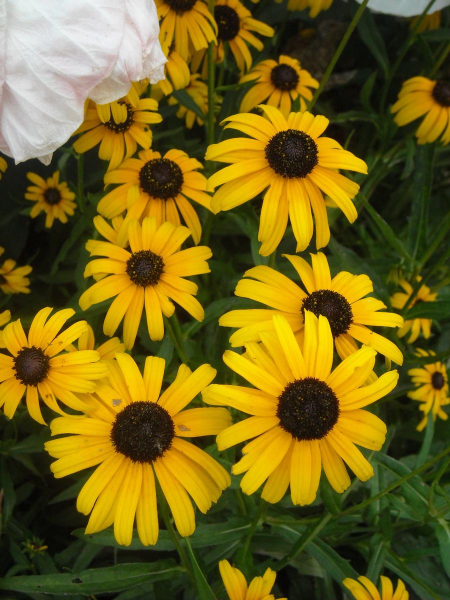 Rudbeckia speciosa 'Viette's Little Suzy'