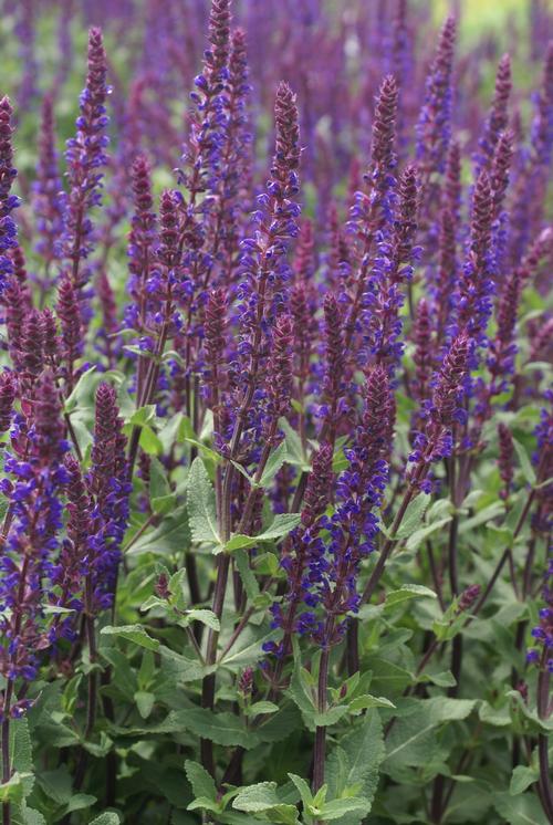 Salvia nemorosa 'Caradonna'