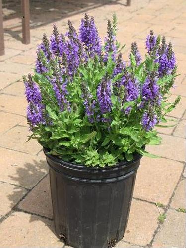 Salvia nemorosa 'Marcus'