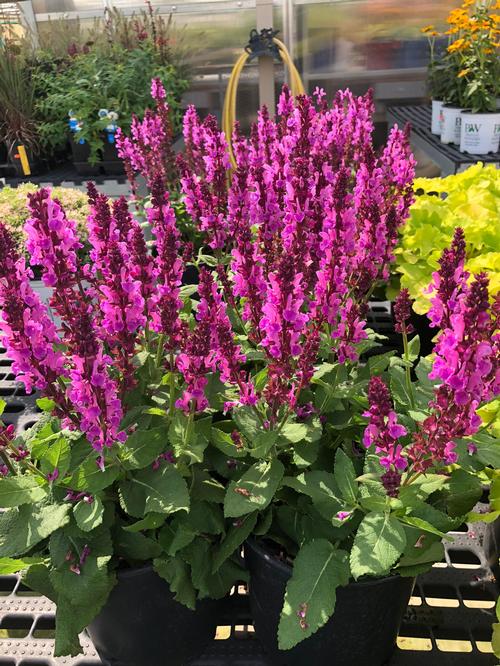 Salvia nemorosa 'Sensation® Deep Rose Improved'