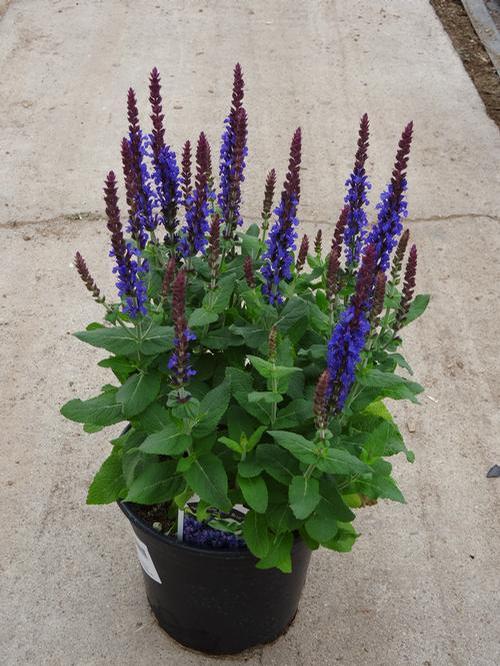 Salvia nemorosa 'Sensation® Deep Blue Improved'