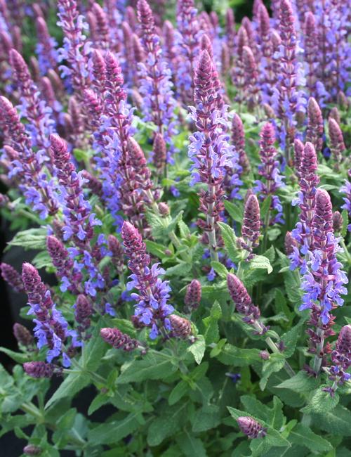 Salvia nemorosa 'Sensation® Compact Sky Blue'
