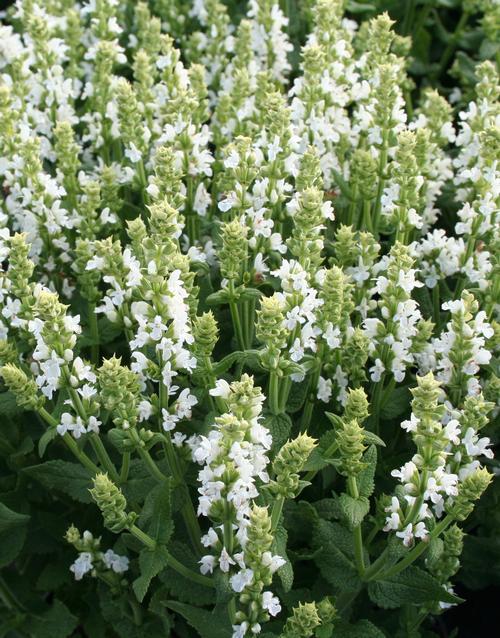 Salvia nemorosa 'Sensation® White'