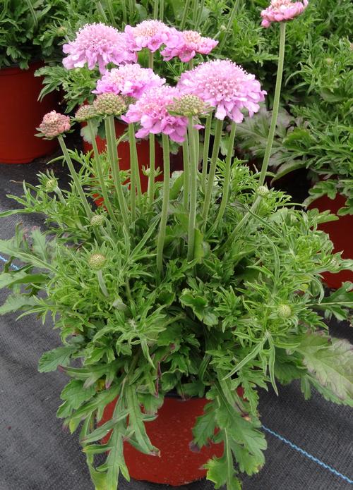 Scabiosa columbaria 'Pink Mist'