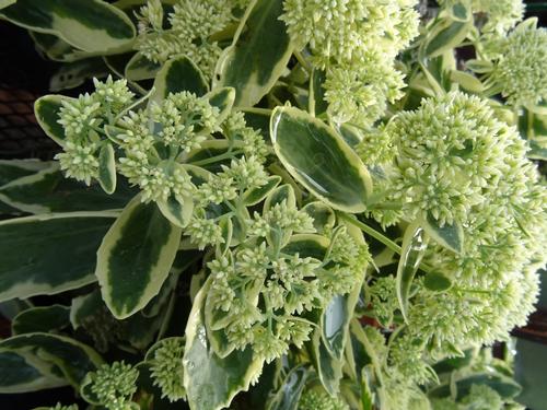 Sedum Tall Upright Clumping 'Autumn Charm™'