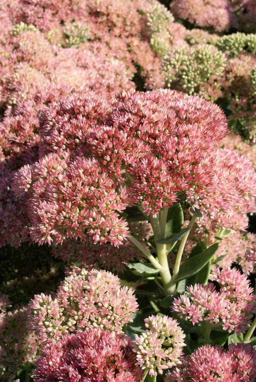 Sedum Tall Upright Clumping 'Autumn Fire'