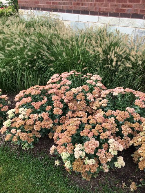 Sedum Tall Upright Clumping 'Autumn Joy'