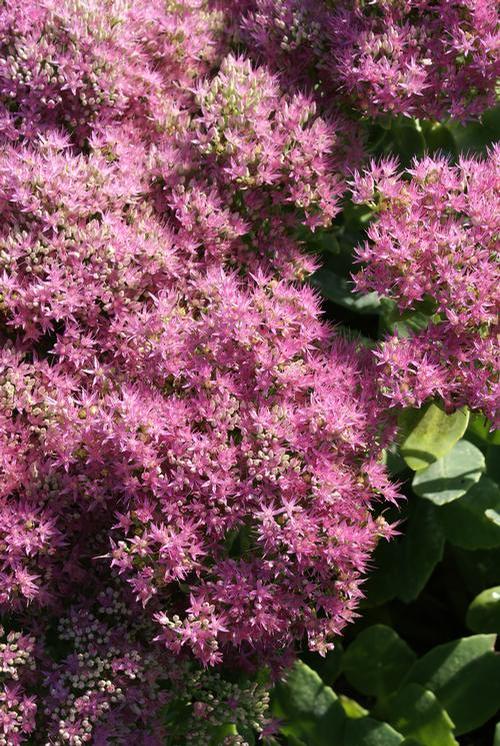 Sedum Tall Upright Clumping 'Brilliant'