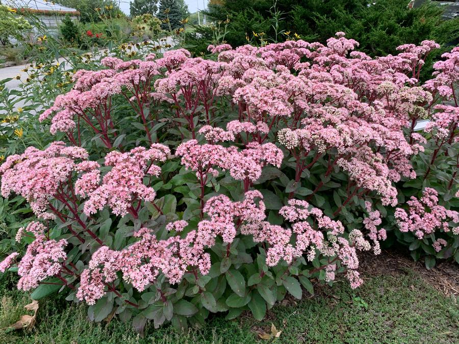 Sedum Tall Upright Clumping 'Matrona'