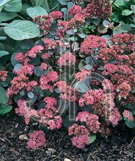 Sedum Medium Clumping or Arching 'Vera Jameson'