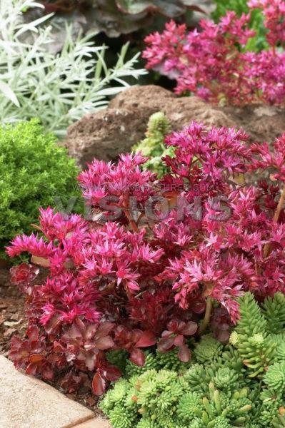 Sedum spurium (Low Growing/Ground Cover Stonecrop)