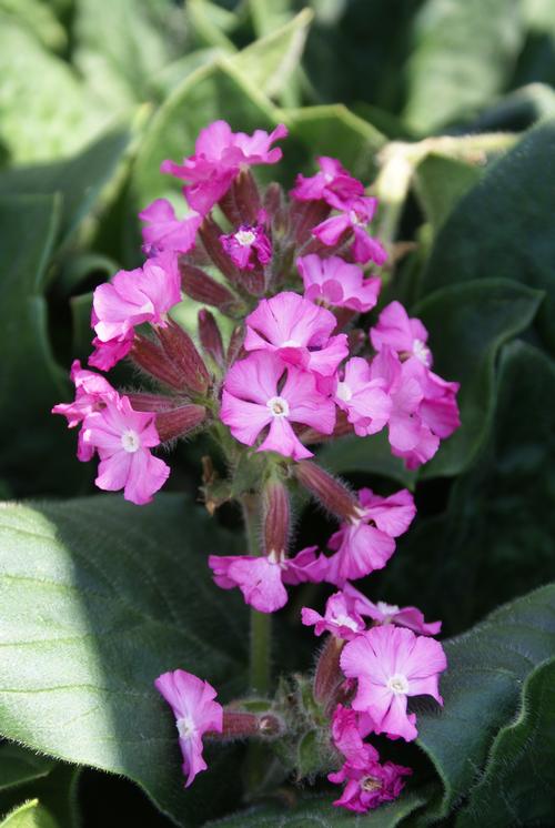 Silene x robotii 'Rolly's Favorite'