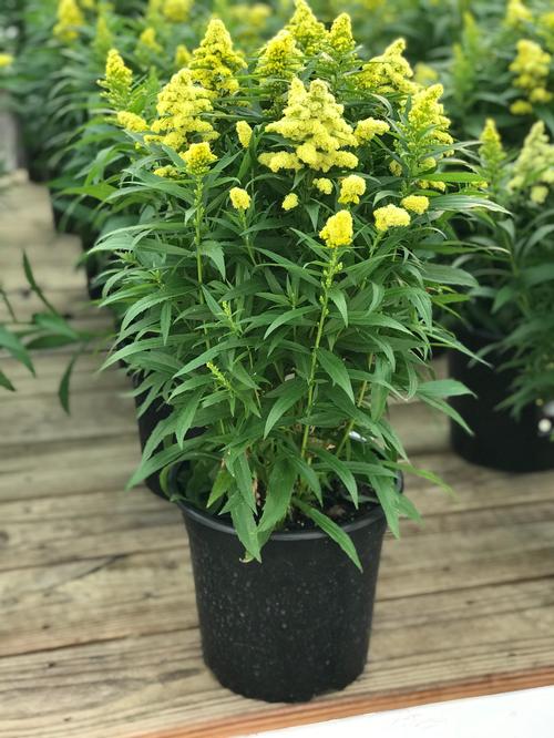 Solidago x 'Little Lemon'