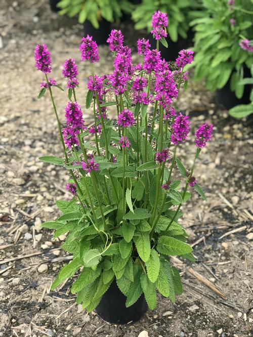 Stachys monieri 'Hummelo'