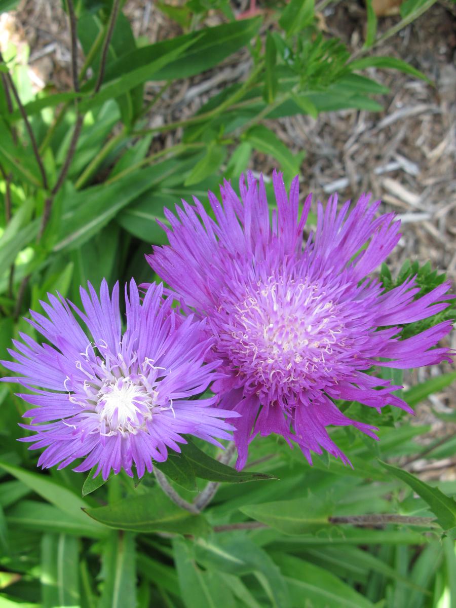 Stokesia laevis 'Honeysong Purple'