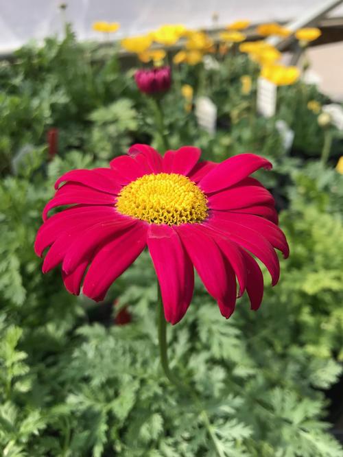 Tanacetum coccineum 'Robinson's Red'