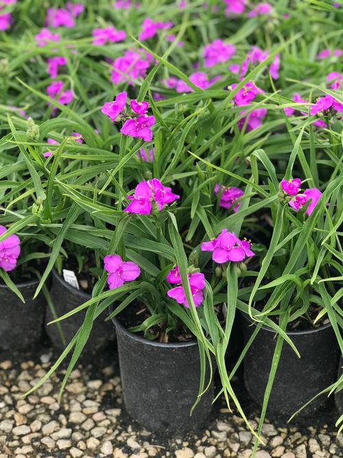 Tradescantia andersoniana 'Concord Grape'