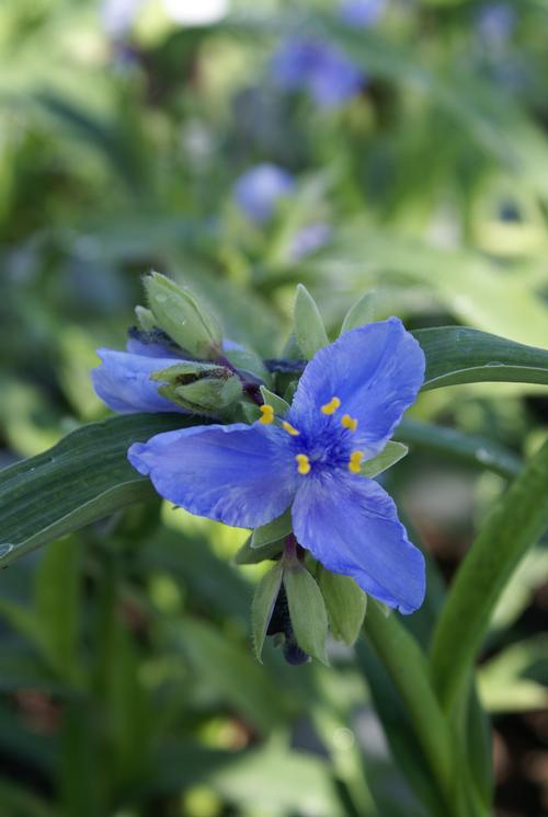 Tradescantia andersoniana 'Zwanenburg Blue'