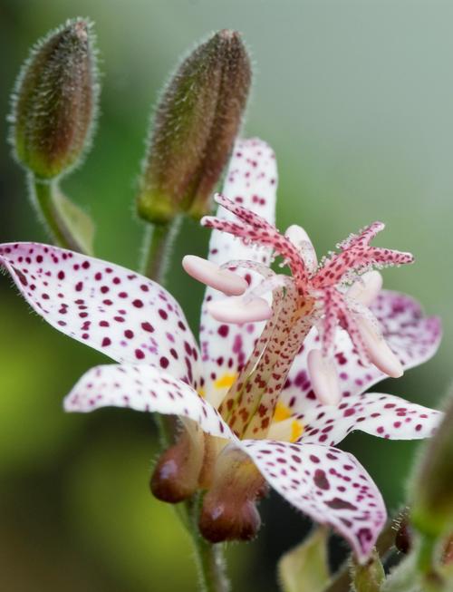 Tricyrtis formosanna (Toad Lily)