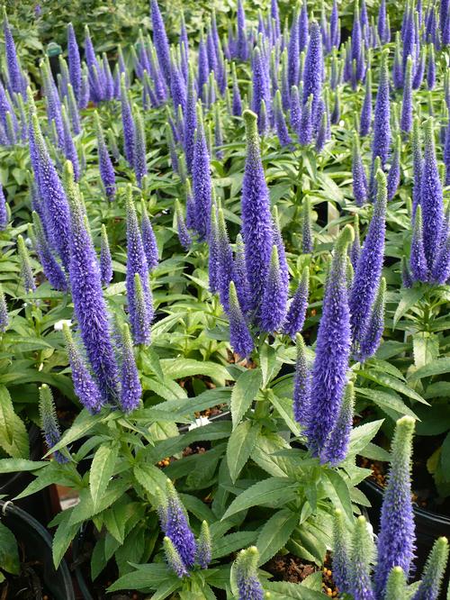 Veronica spicata 'Royal Candles'