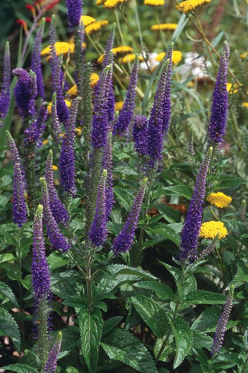 Veronica x 'Sunny Border Blue'