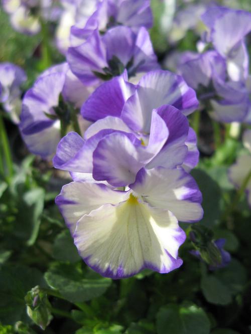 Viola cornuta 'Rebecca'