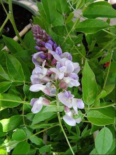 Wisteria macrostachya 'Blue Moon'