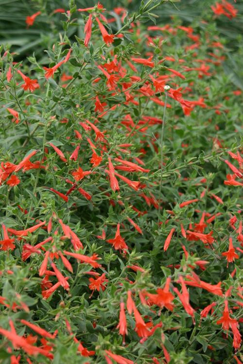 Zauschneria garettii 'Orange Carpet'