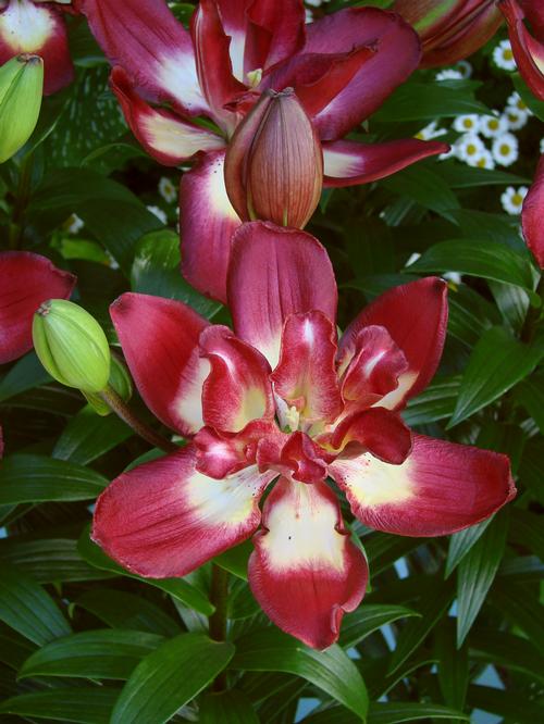 Lilium - Asiatic Lily Double Flowering 'Double Sensation'