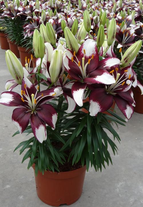 Lilium - Asiatic Pot Lily Looks™ 'Tiny Padhye'