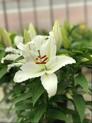 Lilium - Oriental Lily 'Casa Blanca'