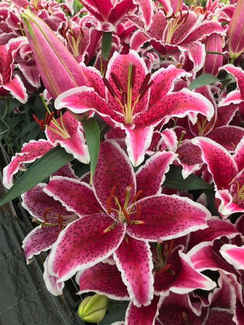 Lilium - Oriental Lily 'Starfighter'