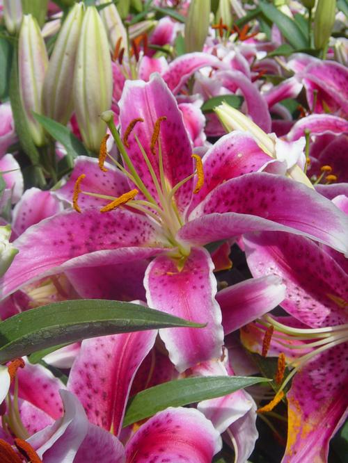 Lilium - Oriental Lily 'Stargazer'