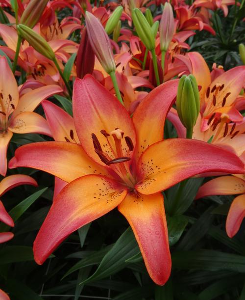 Lilium - LA Hybrid Lily 'Royal Sunset'