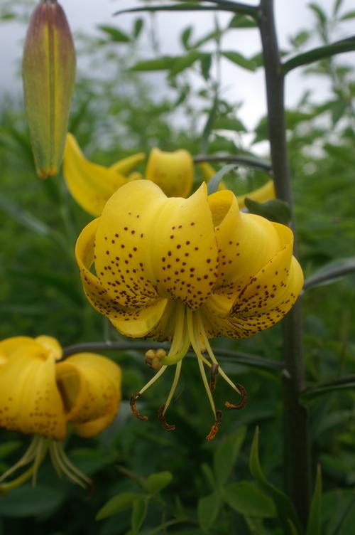 Lilium - Tiger Lily 'Citronelle (yellow)'