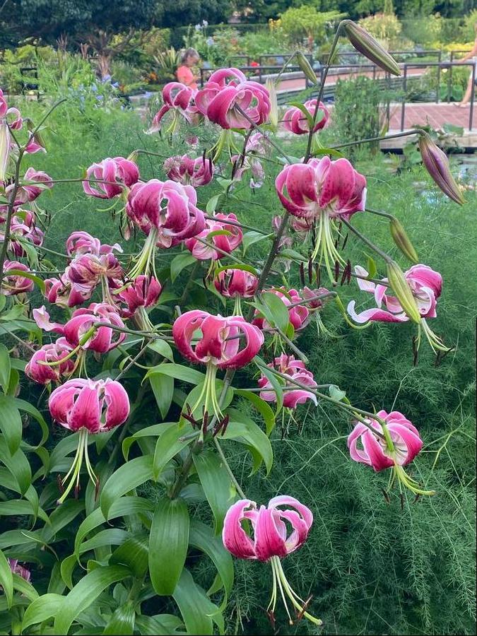 Lilium - OT Hybrid Lily 'x Black Beauty'