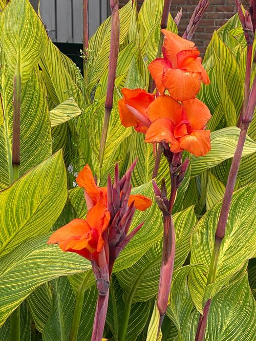 Canna 'Pretoria'