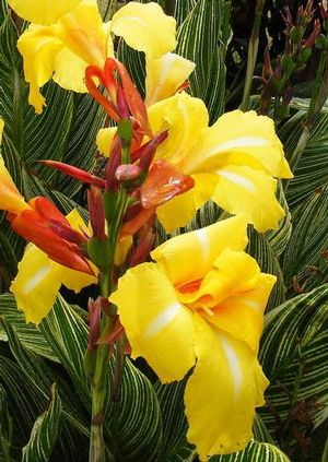 Canna (Canna Lily)
