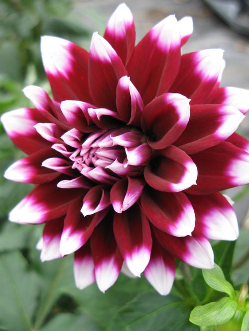 Dahlia Tall Dinner Plate 'Mystery Day'