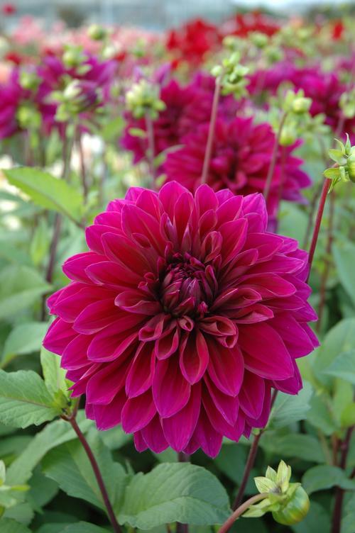 Dahlia Tall Dinner Plate 'Thomas Edison'