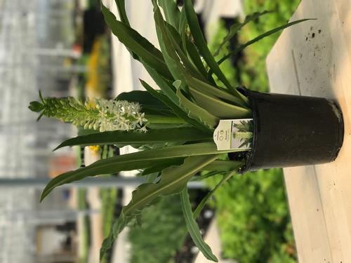 Eucomis (Pineapple Lily)