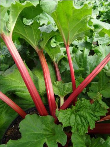 Rhubarb 'Canada Red'