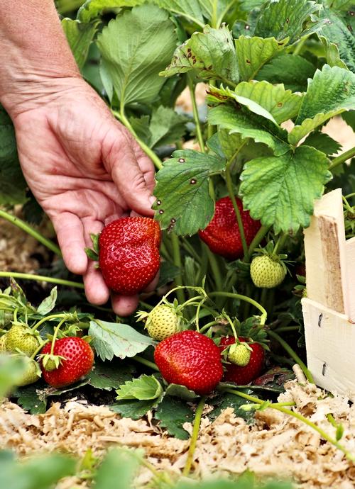 Strawberry 'Ft. Laramie'