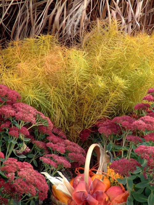 Amsonia hubrechtii