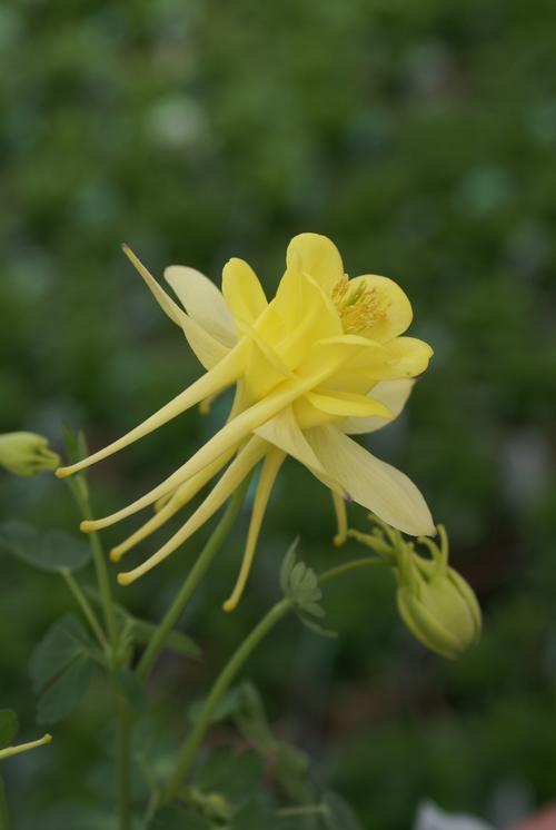 Aquilegia 'Sunshine'