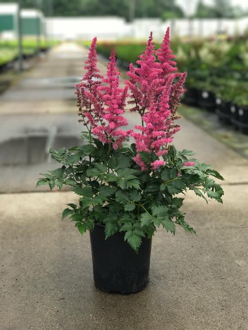 Astilbe chinensis (False Spirea)