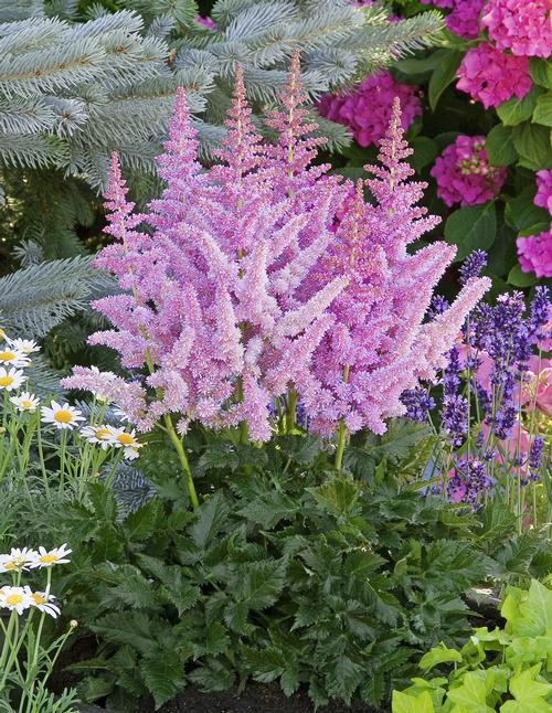 Astilbe chinensis (False Spirea)