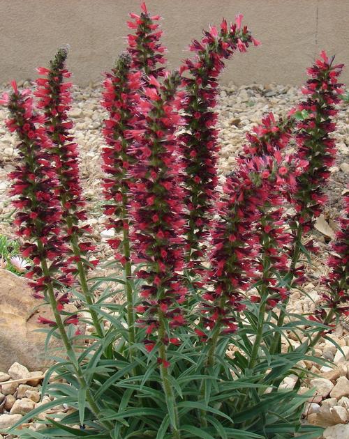 Echium amoenum 'Red Feathers'