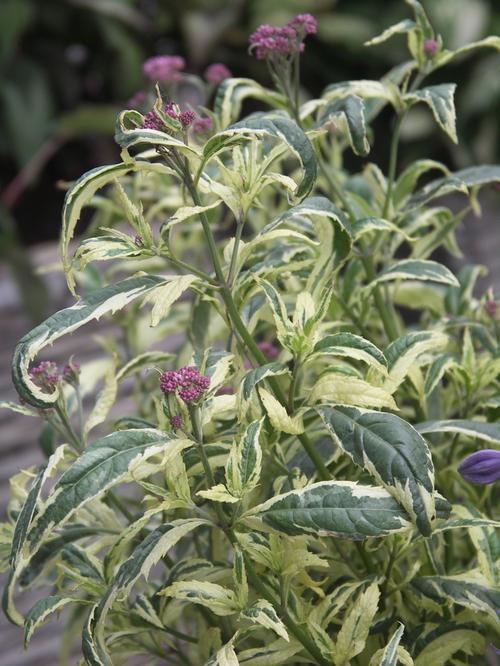 Eupatorium fortunei 'Pink Frost'