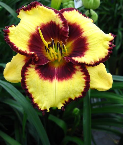 Hemerocallis 'Calico Jack'